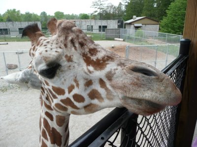 Giraffe - NEW Zoo, Green Bay WI - June 4, 2008
