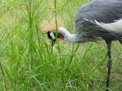 7) Grey-crowned cranes-GALLERY