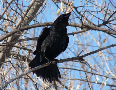 Crow in tree - Stricker's Pond, Middleton, WI - 2011-03-29