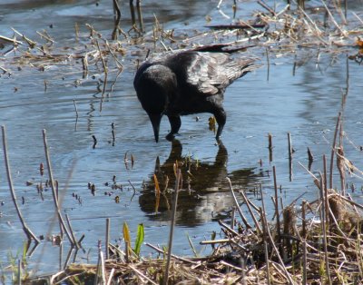 Crow reflection - Stricker's Pond, Middleton, WI - March 29, 2011