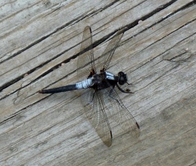 Dragonflies and other insects