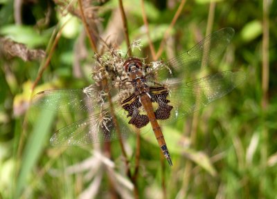 Red saddlebags - Badger Prairie County Park, Verona, WI - September 25, 2010