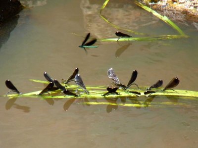 River jewelwing damselflies - Necedah National Wildlife Refuge, WI