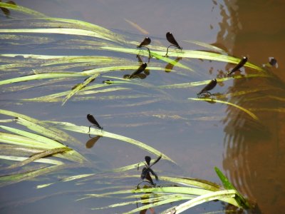 River jewelwing damselflies - Necedah National Wildlife Refuge, WI