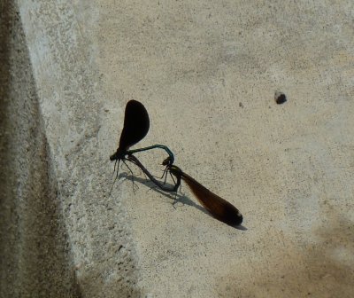River jewelwing damselflies - Necedah National Wildlife Refuge, WI