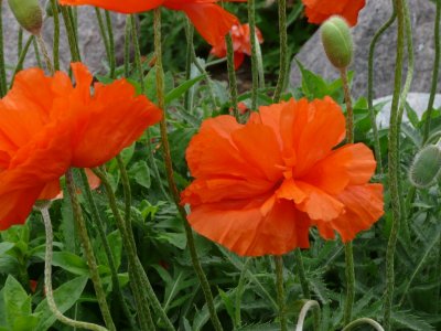 Poppies - Green Bay, WI - June 4, 2008