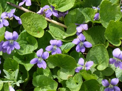 Wildflowers - Stricker's Pond, Middleton, WI - May 7, 2011