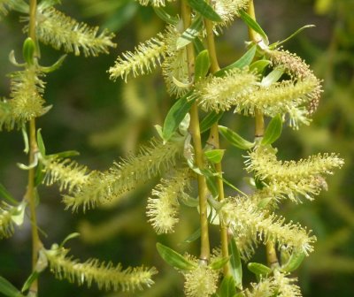 Willow branches 