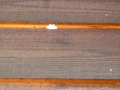 Moth on wood siding