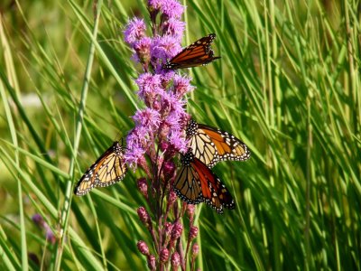 Four monarchs - Badger Prairie County Park, Verona, WI - Verona, WI