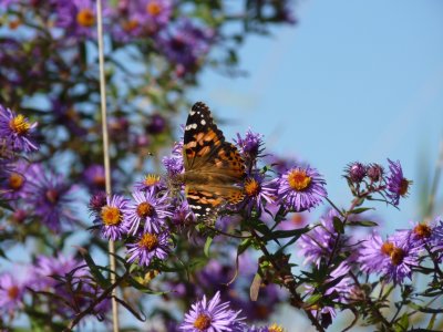 Painted lady - McKee Park - Fitchburg, WI