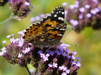 Painted lady - Fitchburg, WI