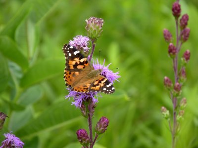 Painted lady - Badger Prairie Park, Verona, WI