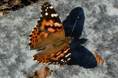 Painted lady - Fitchburg, WI - September 17, 2010