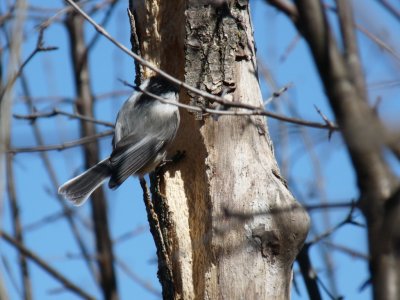 The chickadee who acted like a woodpecker - GALLERY