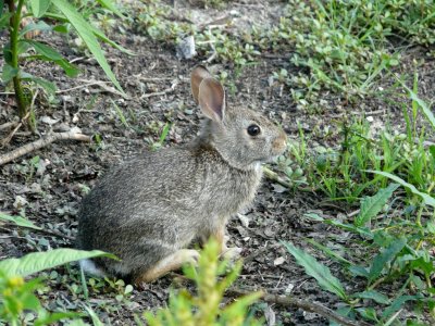 Rabbit - Belleville, WI