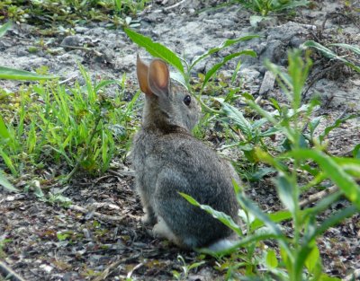 Rabbit - Belleville, WI