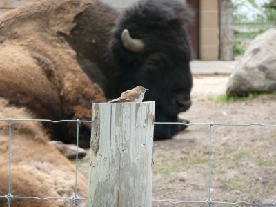 Bird and buffalo - Henry Vilas Zoo - Madison, WI - May 23, 2008