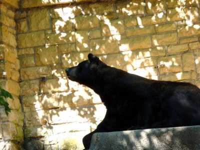 Black bear - Henry Vilas Zoo - Madison, WI - September 16, 2008