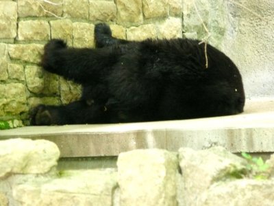 Black bear - Henry Vilas Zoo - Madison, WI - May 23, 2008