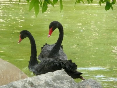 Black swans - Henry Vilas Zoo - Madison, WI - May 28, 2008