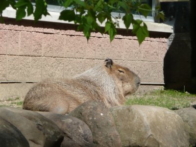 Capybara - Henry Vilas Zoo - Madison, WI - May 21, 2008