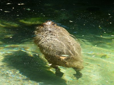 Capybara swimming - Henry Vilas Zoo - Madison, WI - July 14, 2007