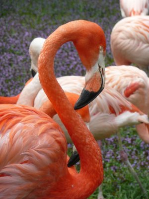 Flamingos - Henry Vilas Zoo - Madison, WI - May 23, 2008