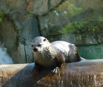 River otter - Henry Vilas Zoo - Madison, WI - September 16, 2008