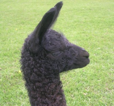 A new baby (cria) - several days old