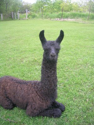 A new baby (cria) - several days old