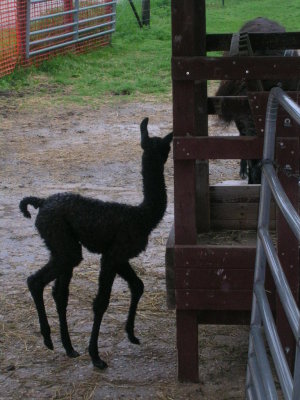Another new baby (cria) - several days old