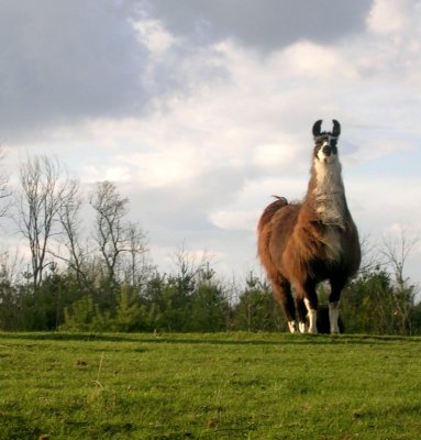 George head of the herd -- at least he thinks so