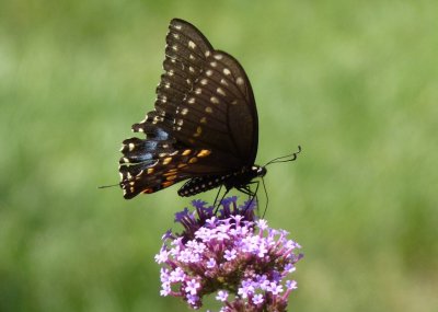 Black swallowtail  - Fitchburg, WI - August 27, 2010