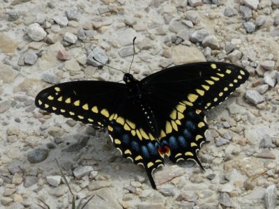 Black swallowtails - GALLERY