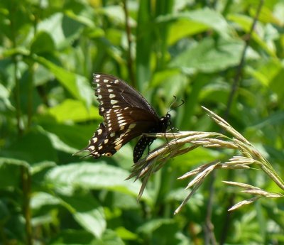 Black swallowtail  - Swamp Lovers Preserve, WI - July 4, 2011 - SWBA Field Trip