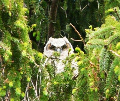 One of the owlets - Monona, WI residential street - May 2007