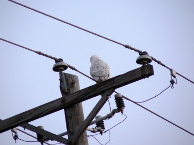 Snowy owl - north of Middleton, WI - January 12, 2006