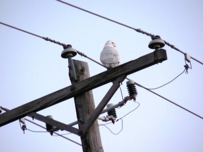 Snowy owl - north of Middleton, WI - January 12, 2006