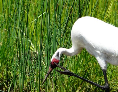 Whooping crane scratching head  - International Crane Foundation - Baraboo, WI, June 30, 2008