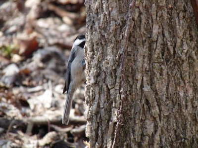 Black-capped chickadee - Strickers Pond, Middleton, WI - 2011-03-29
