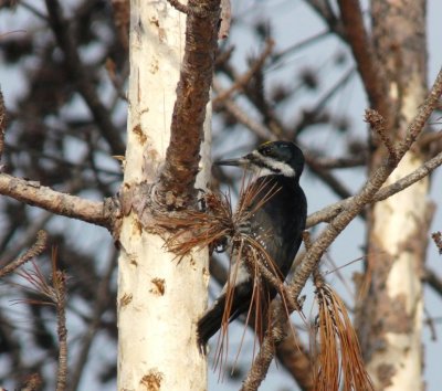 Black-backed woodpecker - near Winnipeg, Manitoba, Canada - March 2009