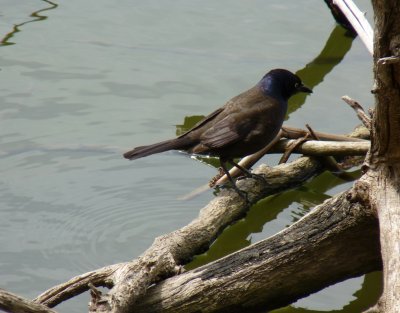 Grackle - Strickers Pond, Middleton, WI - May 7, 2011