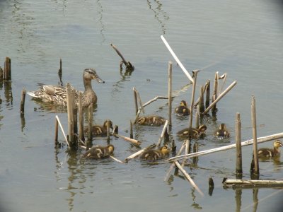 Mallards-GALLERY
