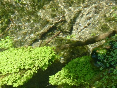 In a stream along the Military Ridge Trail - Verona, WI - June 4, 2011