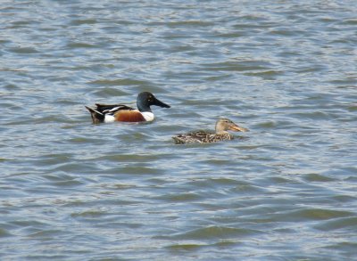 Northern shovelers - Tiedemann Pond, Middleton, WI - April 11,  2011  