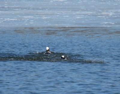 Ducks, geese,  swans - GALLERY