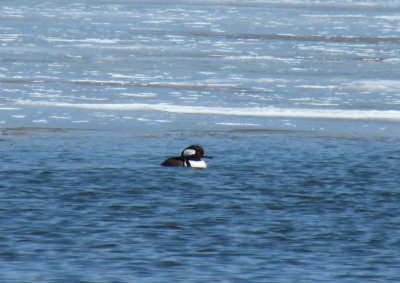 Hooded mergansers-GALLERY