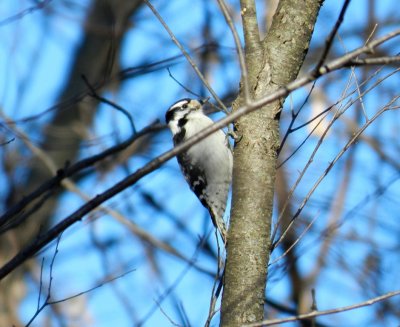 Downy and hairy woodpeckers