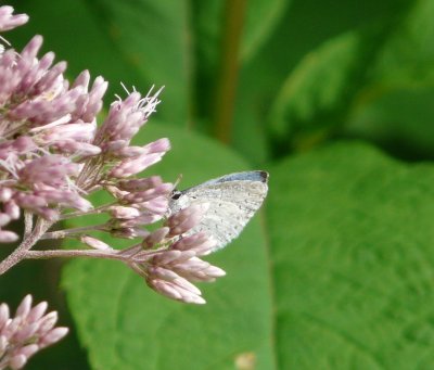 'Summer' Spring Azure - Fitchburg, WI - August 10, 2009 